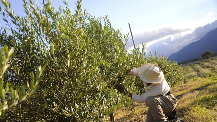 San Rafael apunta a posicionarse como nuevo polo del turismo olivícola en Mendoza
